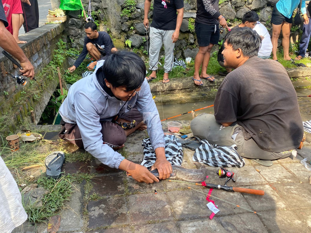 Ikan Lele Berukuran Besar menjadi Daya Tarik Warga Ikuti ...
